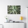 91638-762.jpg Tall Trees in the Forest Standard Canvas