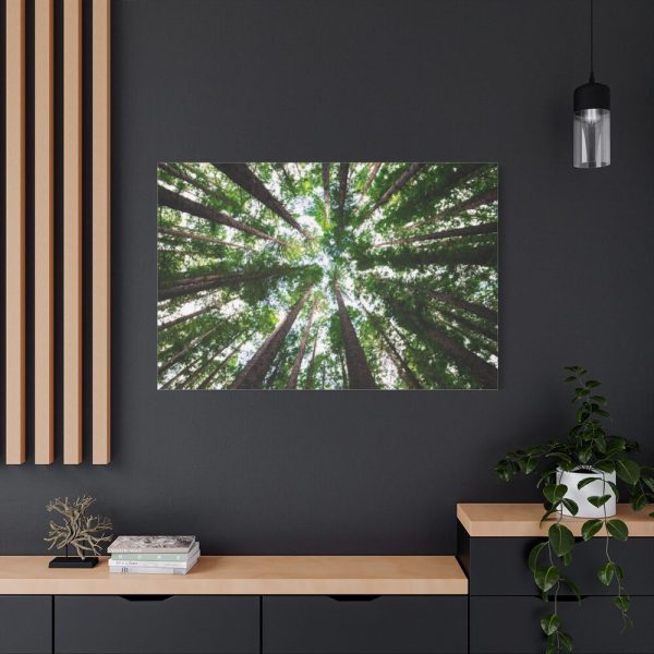 91638-763.jpg Tall Trees in the Forest Standard Canvas