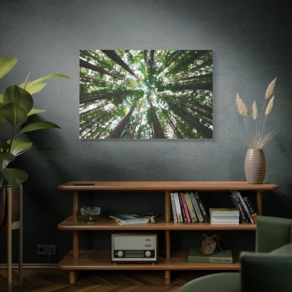 91638-764.jpg Tall Trees in the Forest Standard Canvas