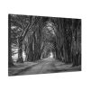 91638-765.jpg A Path Through the Forest Standard Canvas