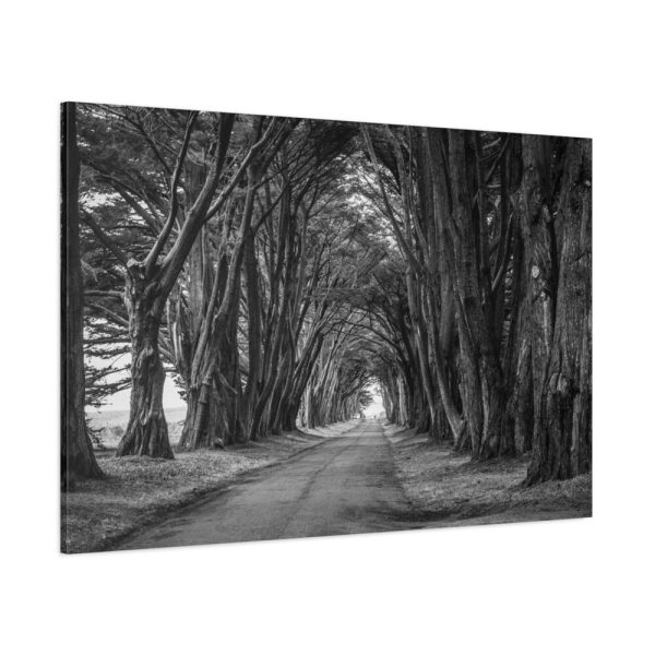 91638-765.jpg A Path Through the Forest Standard Canvas