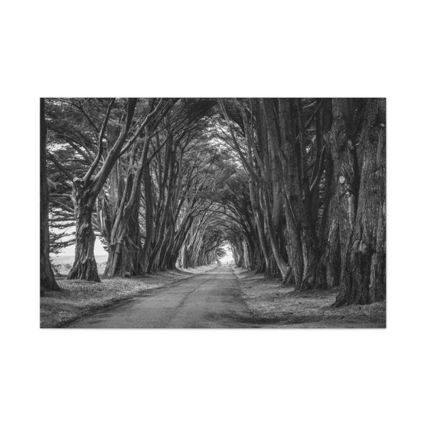 91638-766.jpg A Path Through the Forest Standard Canvas