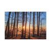 91638-771.jpg Forest Landscape with Sun and Trees Standard Canvas