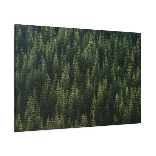 91638-785.jpg Forest on Mount Saint Helens Standard Canvas