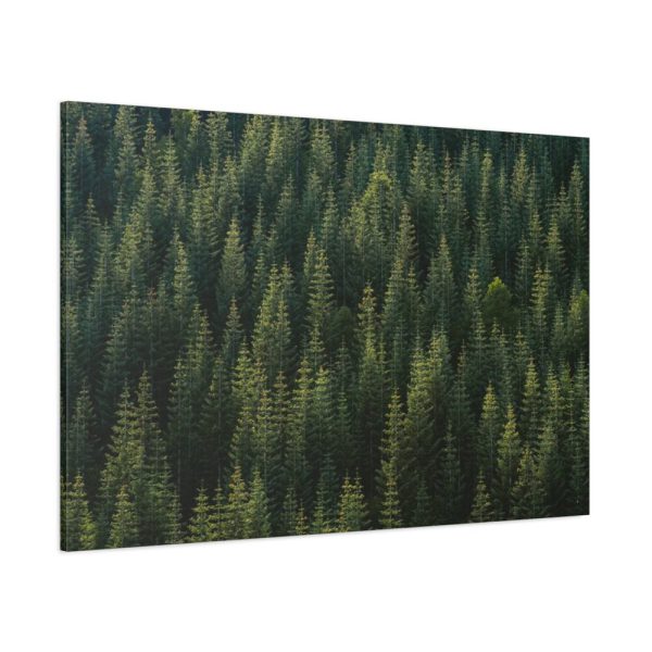 91638-785.jpg Forest on Mount Saint Helens Standard Canvas