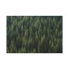 91638-786.jpg Forest on Mount Saint Helens Standard Canvas