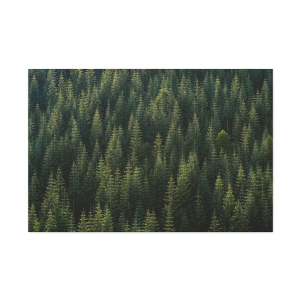 91638-786.jpg Forest on Mount Saint Helens Standard Canvas