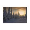 91638-801.jpg Dawn and Winter in the Forest Standard Canvas