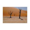 91638-821.jpg Desolate Trees in the Sandy Desert of Deadvlei Hiking Trail Standard Canvas