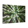 91638-855.jpg Forest in Warburton, Australia Standard Canvas
