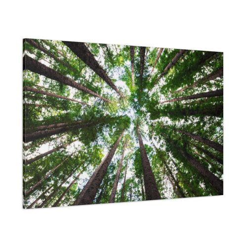 91638-855.jpg Forest in Warburton, Australia Standard Canvas