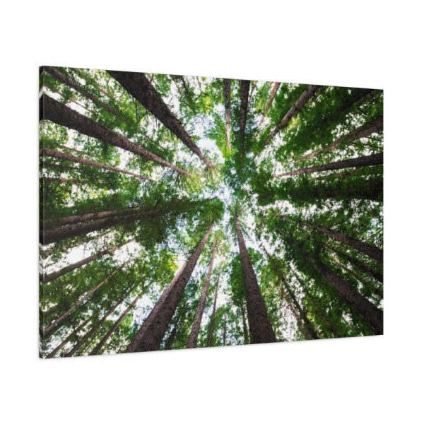 91638-855.jpg Forest in Warburton, Australia Standard Canvas
