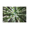91638-856.jpg Forest in Warburton, Australia Standard Canvas