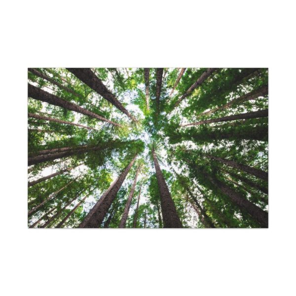 91638-856.jpg Forest in Warburton, Australia Standard Canvas