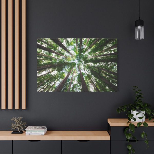 91638-858.jpg Forest in Warburton, Australia Standard Canvas