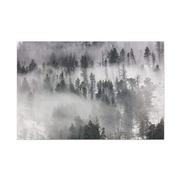 91638-861.jpg Trees in Lamar Valley Standard Canvas