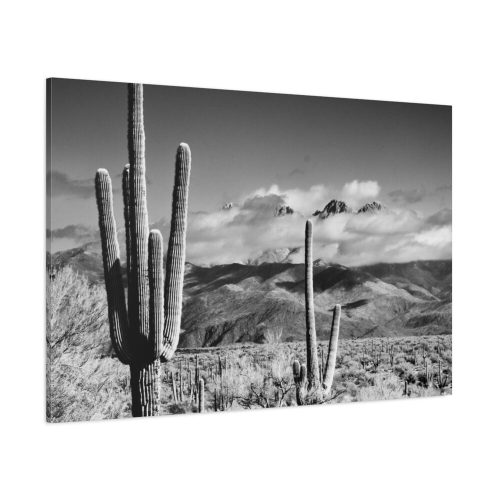 Black and White Cactus in Desert Standard Canvas