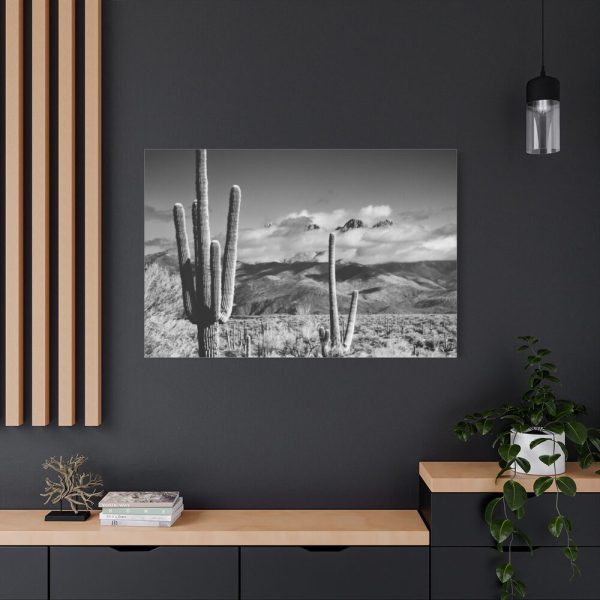 91638-888.jpg Black and White Cactus in Desert Standard Canvas