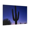 91638-895.jpg Saguaro Cactus Dominates in the Garden of the White Stallion Ranch Standard Canvas