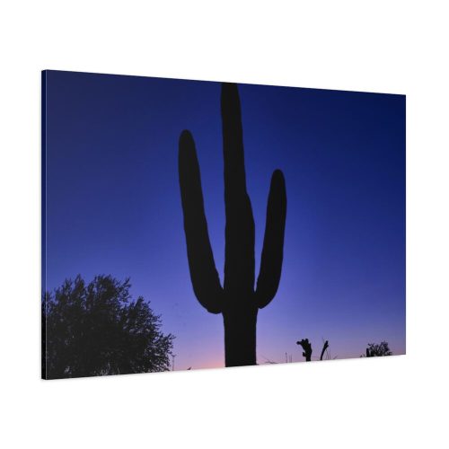 Saguaro Cactus Dominates in the Garden of the White Stallion Ranch Standard Canvas
