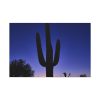 91638-896.jpg Saguaro Cactus Dominates in the Garden of the White Stallion Ranch Standard Canvas
