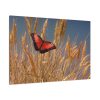 Grain Halme Cereals Butterfly Standard Canvas