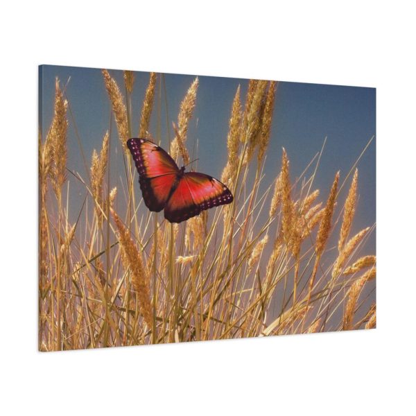 Grain Halme Cereals Butterfly Standard Canvas