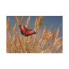 Grain Halme Cereals Butterfly Standard Canvas