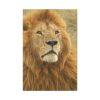 91655-1.jpg Lion Closeup Africa Standard Canvas