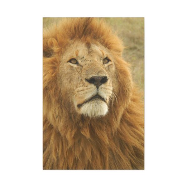91655-1.jpg Lion Closeup Africa Standard Canvas