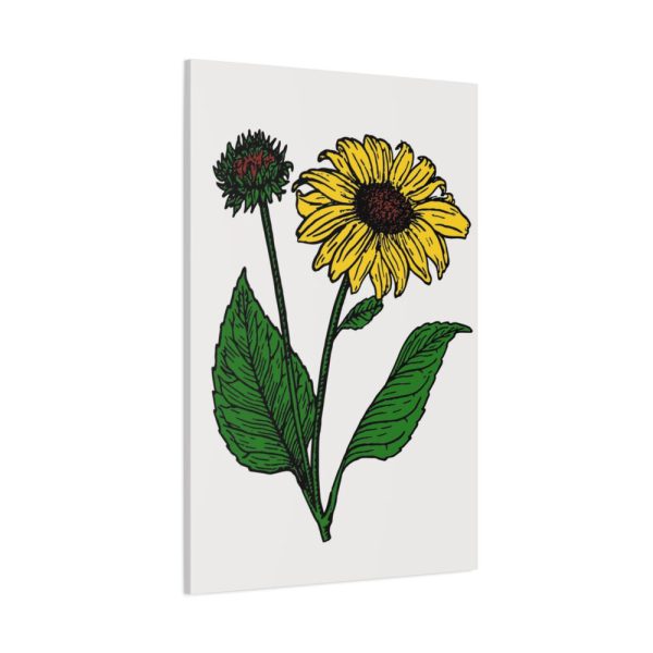 91655-100.jpg Sunflower Illustration Standard Canvas