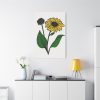 91655-102.jpg Sunflower Illustration Standard Canvas