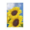 91655-106.jpg Sunflower Flower Air Clouds Standard Canvas