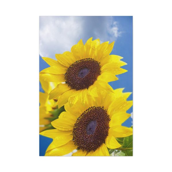 91655-106.jpg Sunflower Flower Air Clouds Standard Canvas