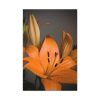 Orange Lily Standard Canvas