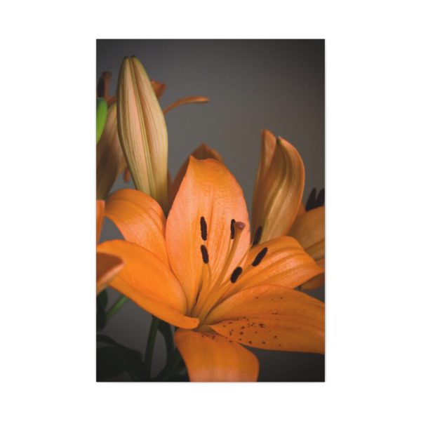 Orange Lily Standard Canvas