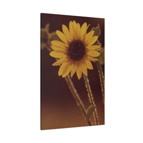 91655-115.jpg The Sunflower is Blooming Standard Canvas