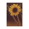 91655-116.jpg The Sunflower is Blooming Standard Canvas