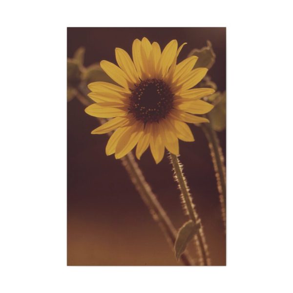 91655-116.jpg The Sunflower is Blooming Standard Canvas