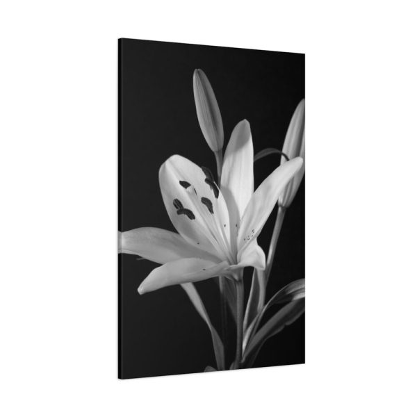 Lilies Flower  Standard Canvas