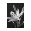 Lilies Flower  Standard Canvas
