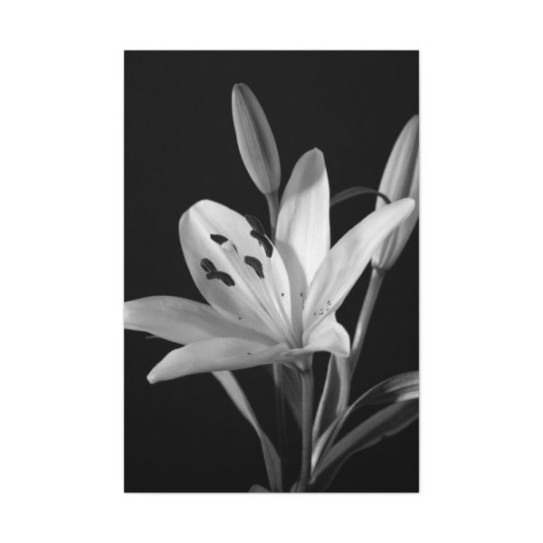 Lilies Flower  Standard Canvas