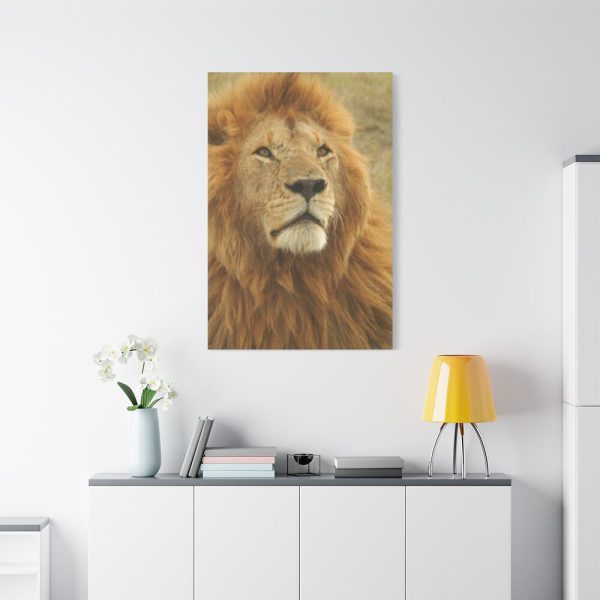 91655-2.jpg Lion Closeup Africa Standard Canvas