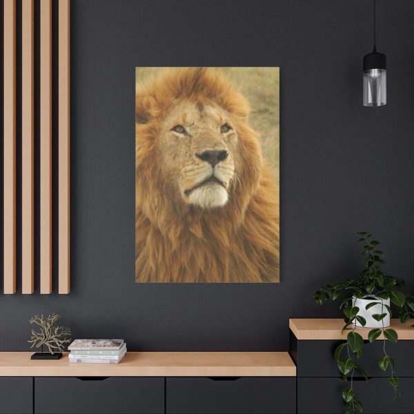 91655-3.jpg Lion Closeup Africa Standard Canvas