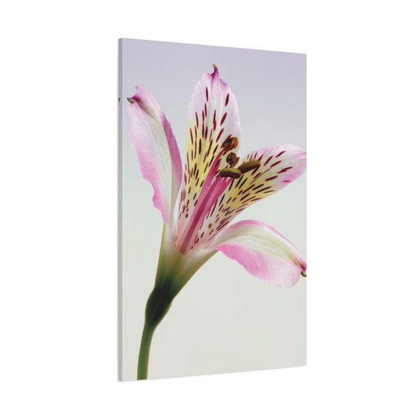 91655-40.jpg Pink Lily Standard Canvas