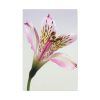 91655-41.jpg Pink Lily Standard Canvas