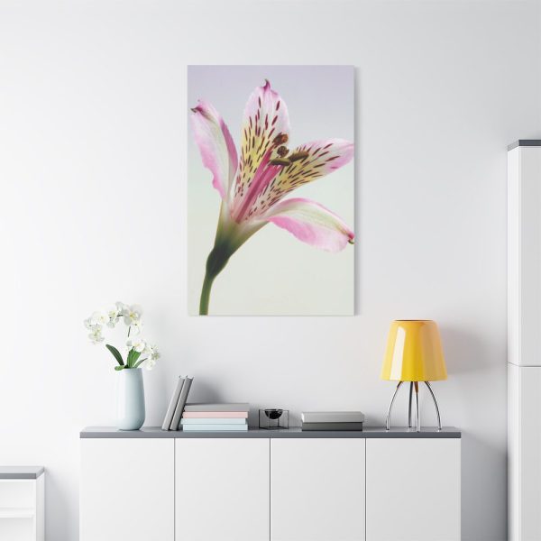 91655-42.jpg Pink Lily Standard Canvas