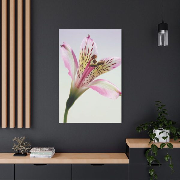 91655-43.jpg Pink Lily Standard Canvas