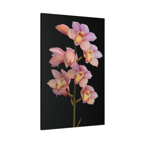 Pink Boat Orchid Standard Canvas