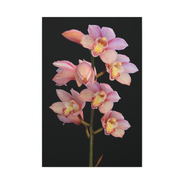 91655-51.jpg Pink Boat Orchid Standard Canvas